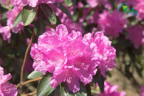 Rhododendron P.J.M. Elite